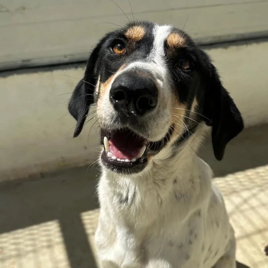 Bonnie