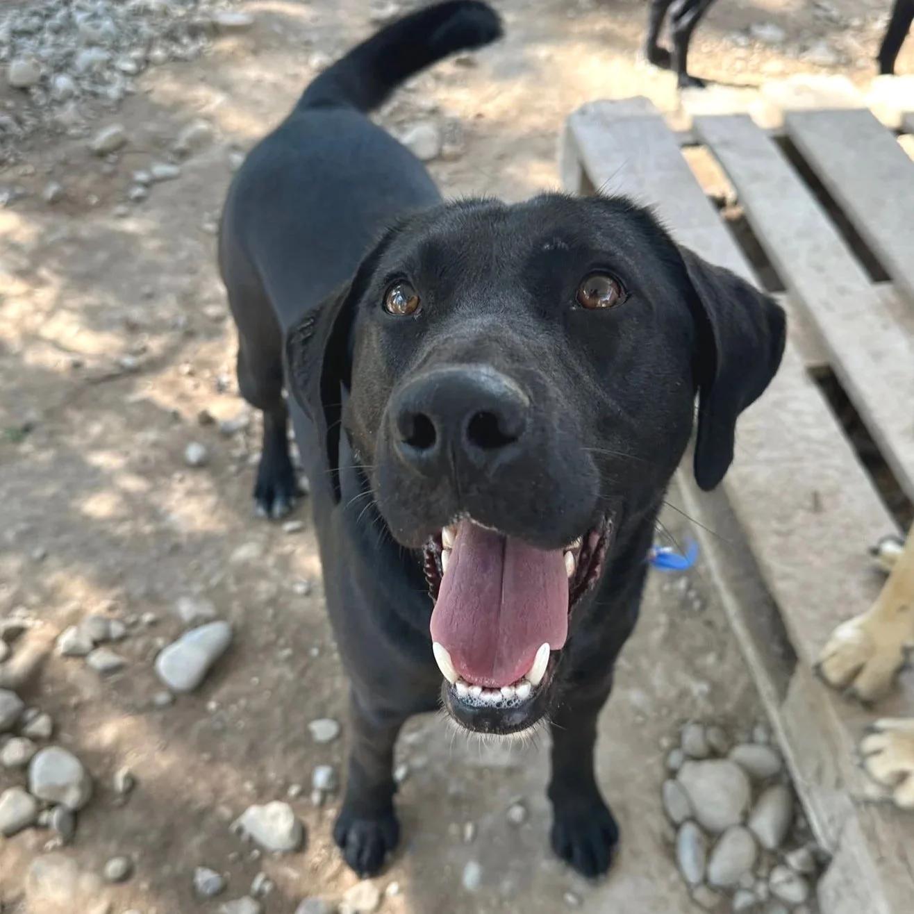 Gus