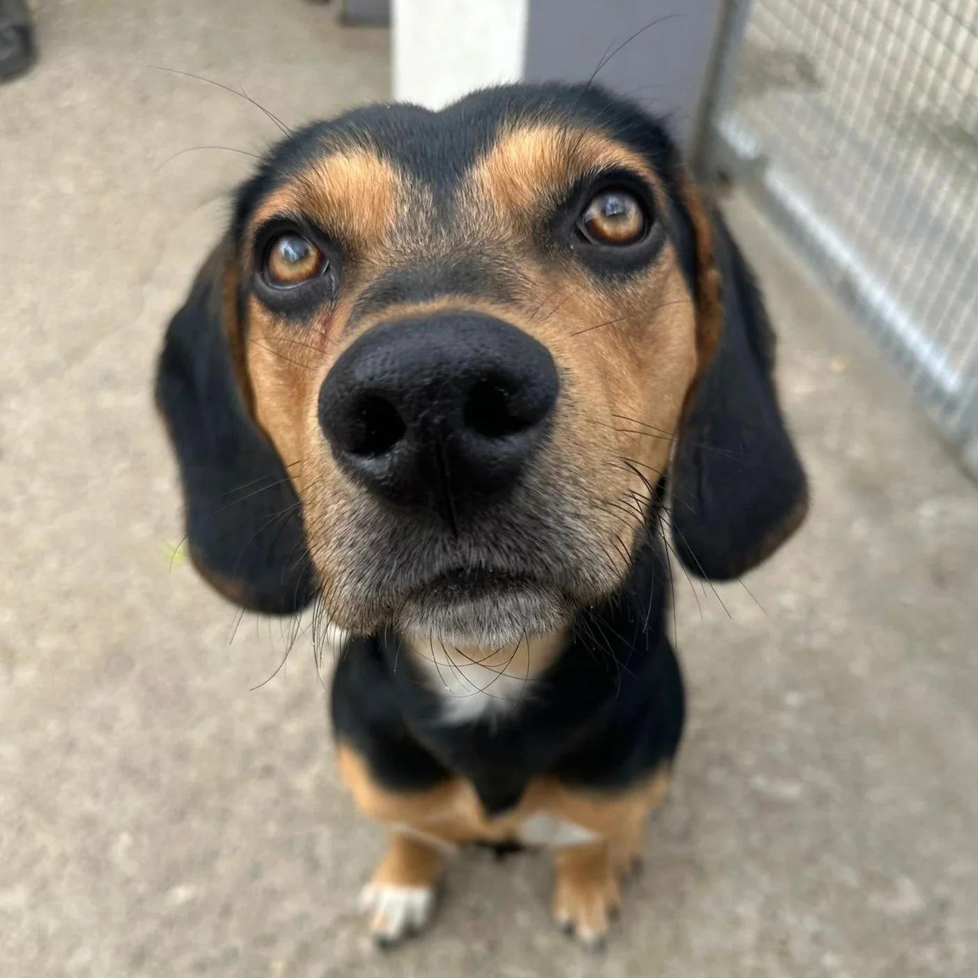 Ivan