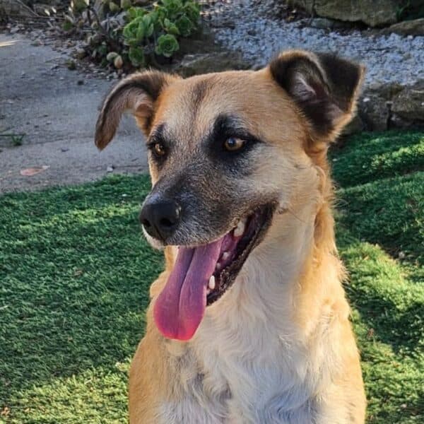 Arbi