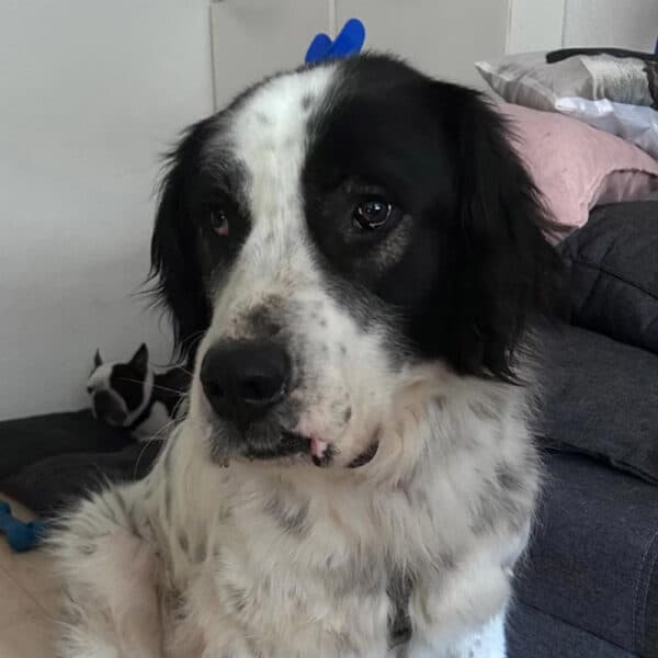 Arno - Mixed Breed available for adoption