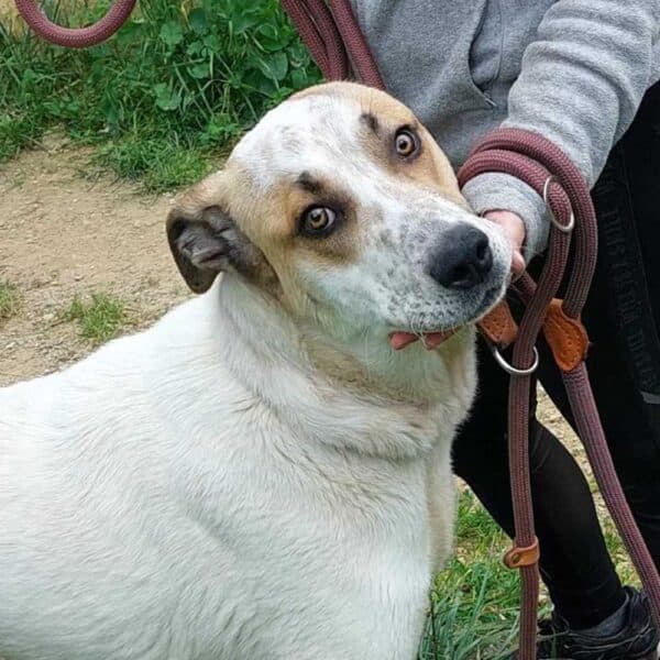 Baloo - Livestock Guardian Dog available for adoption