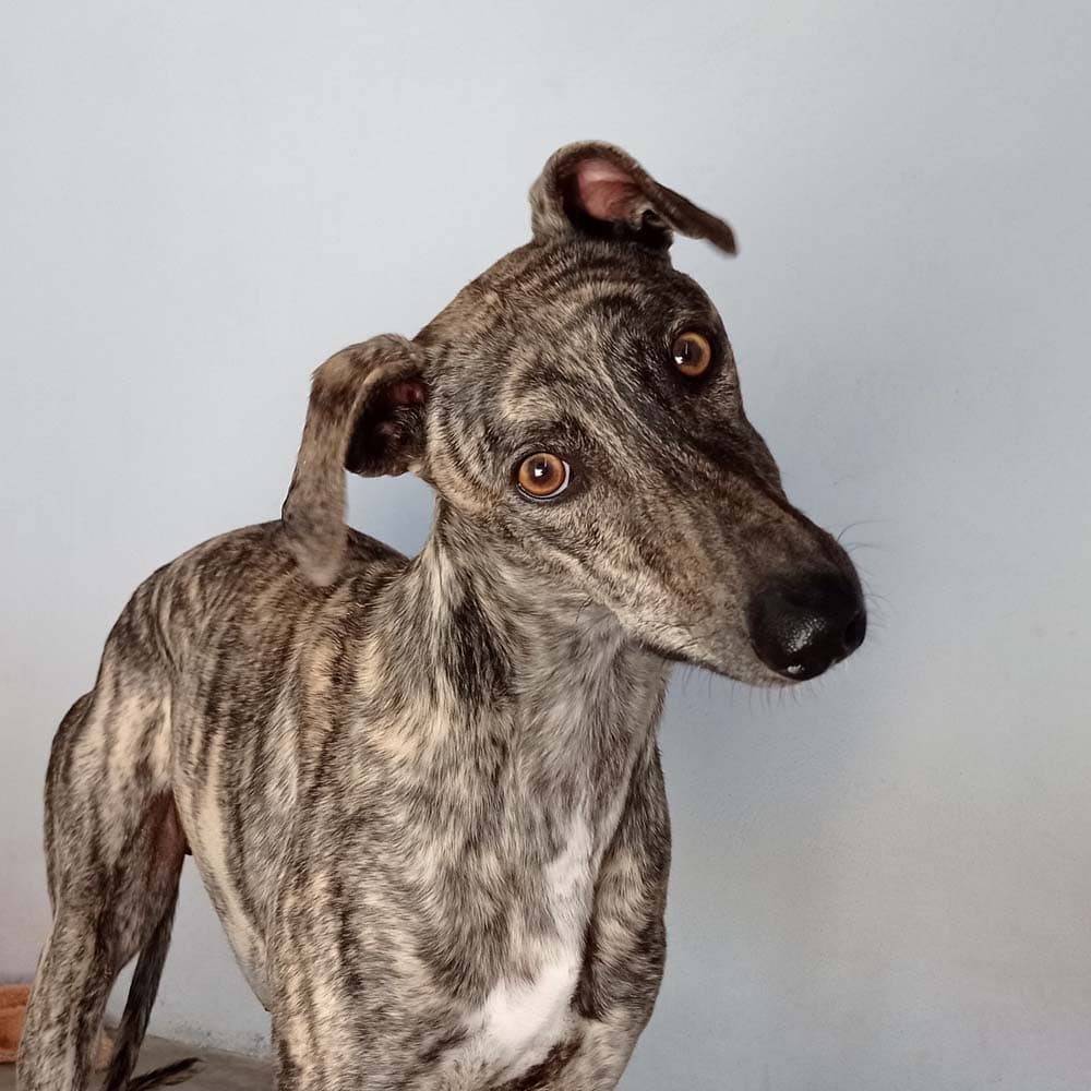 Caballero - Galgo Español rescue dog
