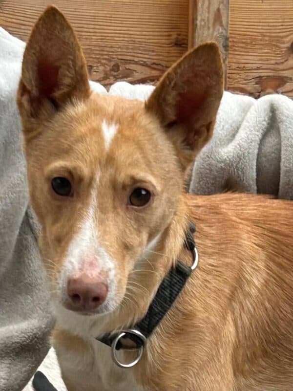 Canelo