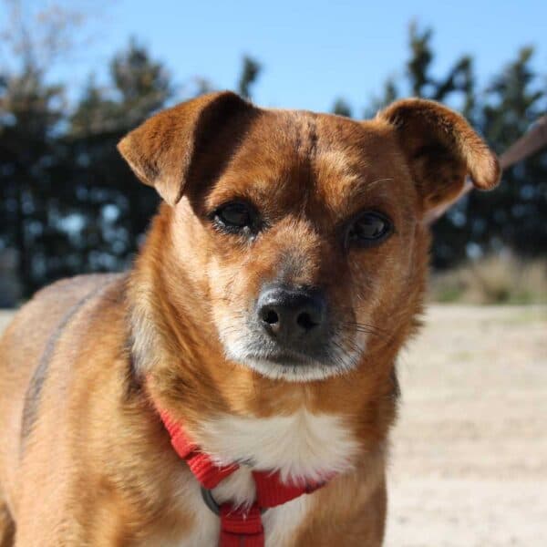 Chico