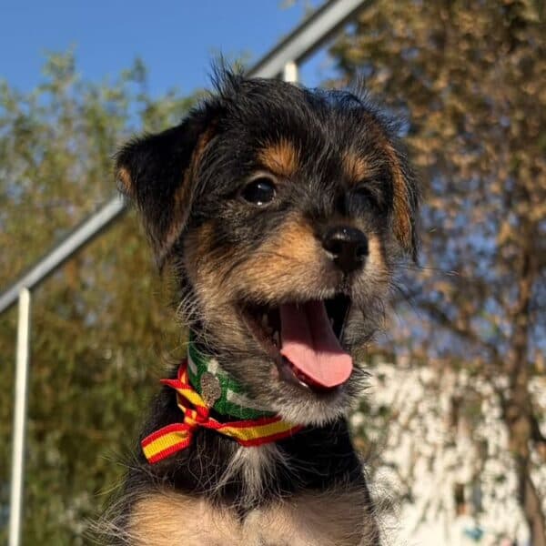 Curro