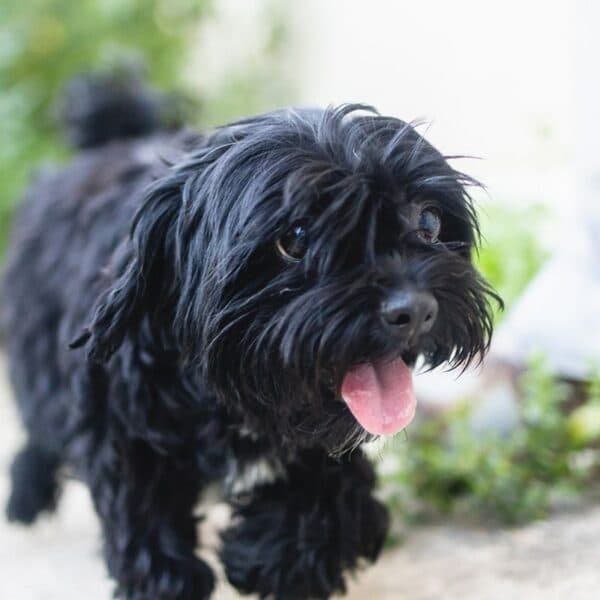 Darla