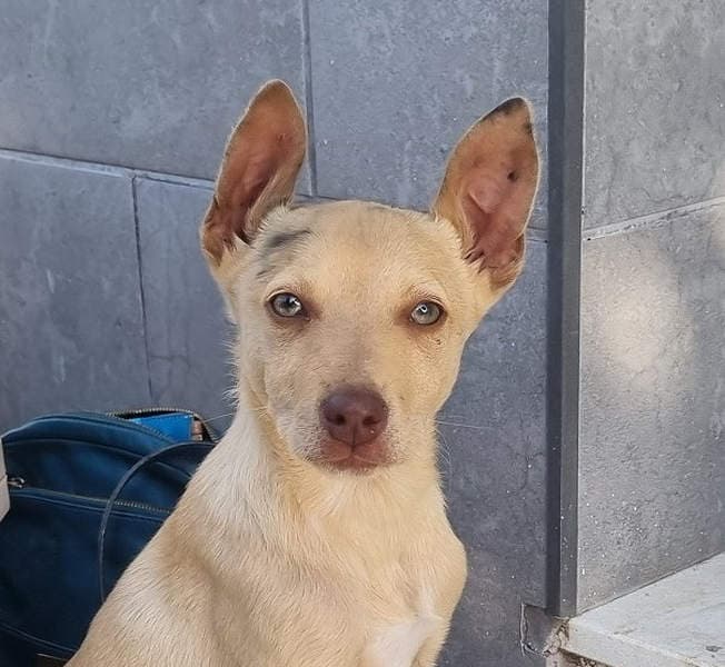 Frisón
