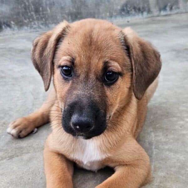 Loki