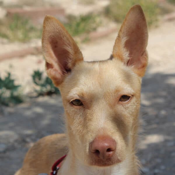 Luca