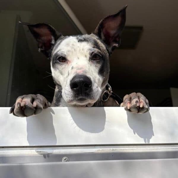 Mia-Bandita-Tilda