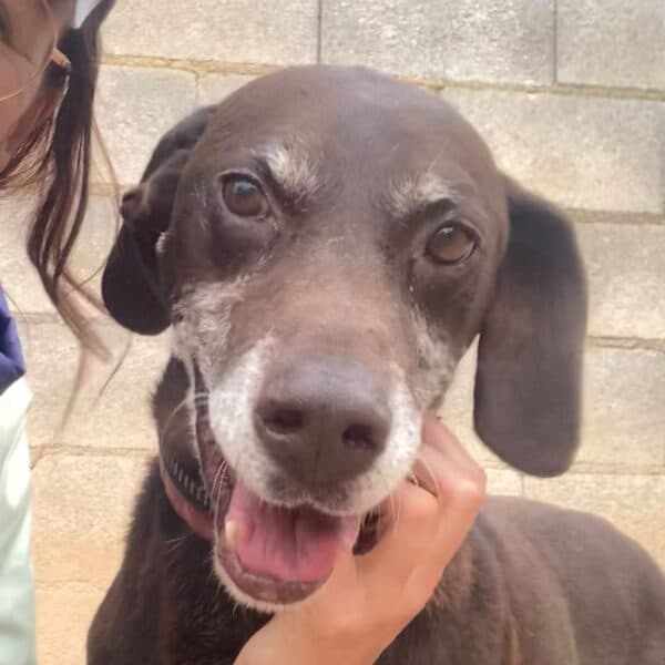Rufo
