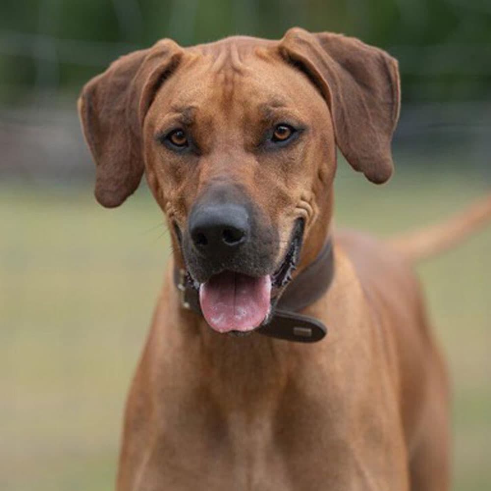 Schröder - Rhodesian Ridgeback rescue dog