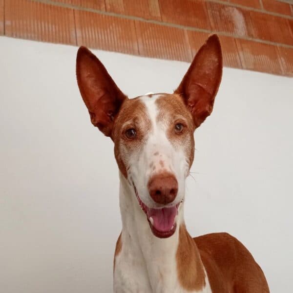 Violeta