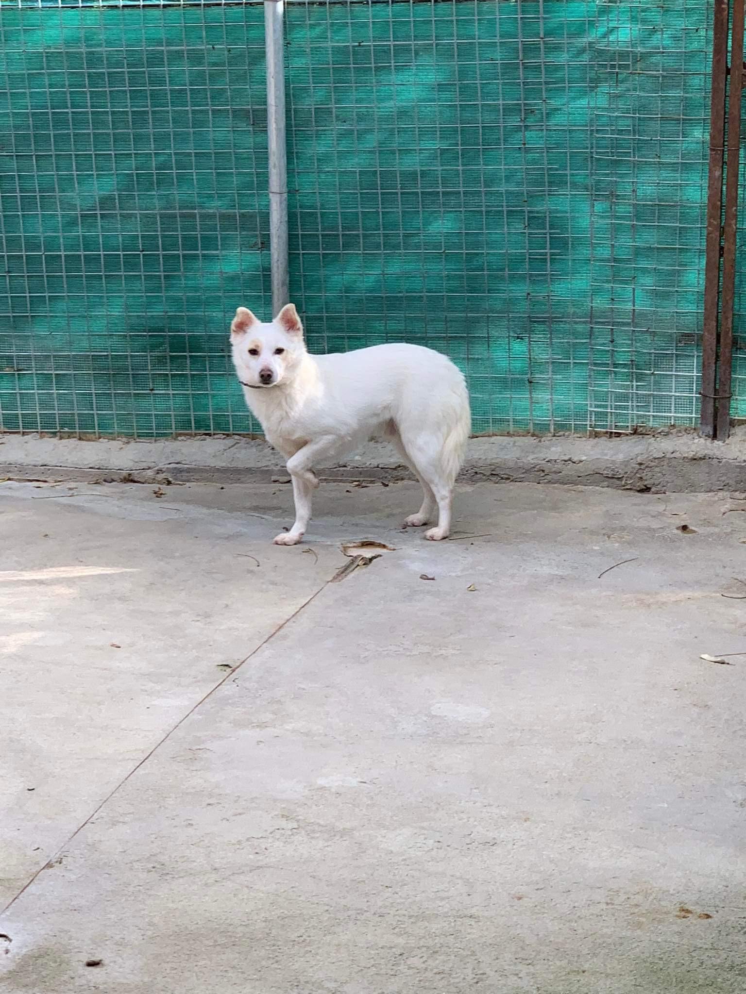 Banjo
