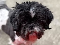 Shih Tzu
