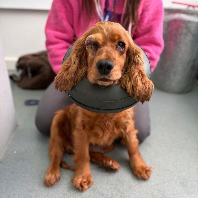 Cocker Spaniel Rescue Dogs for Adoption | 13 Available Near You